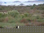 bole rostu 1.JPG (696982 Byte)