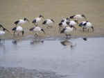 ibis.JPG (725471 Byte)